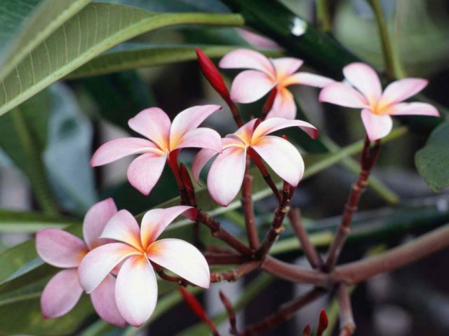 Frangipani Flowers.jpg,  bytes