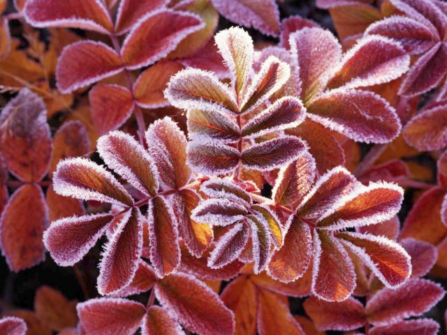 Winter Leaves.jpg,  bytes